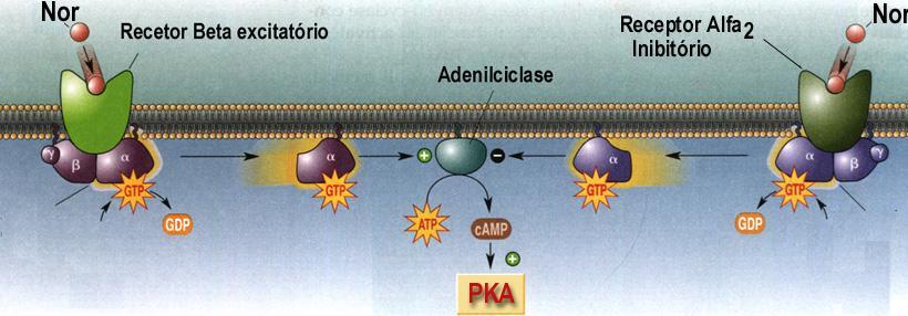 41 A (PKA) cuja função é a de fosforilar canais de Ca ++. A entrada de cátions torna a membrana pós-sináptica mais fácil de ser excitada.