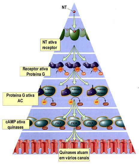 O fato de os receptores metabotrópicos demorarem mais tempo para modificar a excitabilidade do neurônio ou, então, por agirem modificando o metabolismo, torna os mediadores químicos, agentes