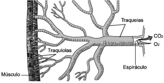 próximas às células; as trocas gasosas ocorrem diretamente entre as células e as traqueias. LOPES, Sônia. Bio. Vol. Único. 2. ed. São Paulo: Saraiva, 2008. p. 552. (Adaptado).