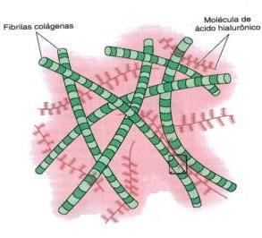 Cartilagem Hialina Matriz: Fibrilas de colágeno II