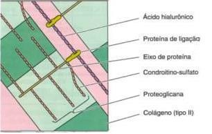 glicoproteínas.