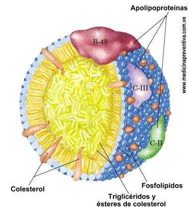 Lipídios sanguíneos transportados como lipoproteínas AGCC (1-10 C) VLDL LDL HDL TG TG +ptn=+densidade +