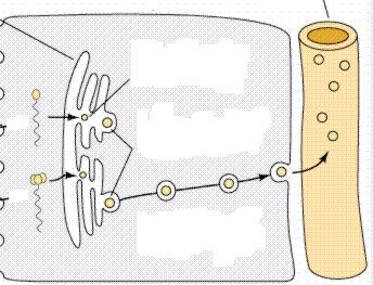 Digestão de Lipídios - Ruminantes Digestão e absorção de lipídios é similar aos não ruminantes exceto Metabolismode Lipídios Gordura entra no intestino delgado em forma diferente que apresentada na