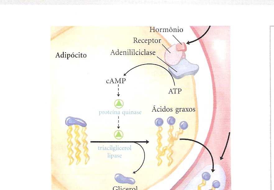 empacotados no VLDL (very low density lipoprotein) Transporte para