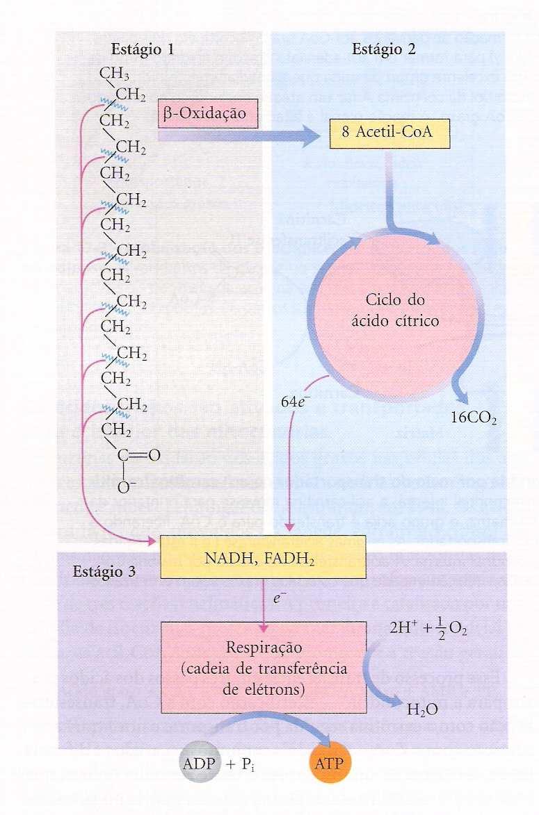 Biossíntese de AG Figure 25.