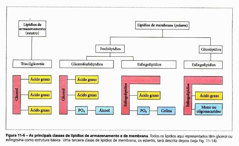 Classificação segundo segundo Lehninger