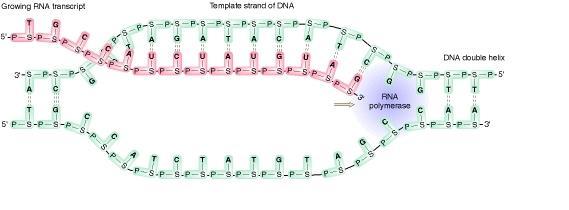 Transcrição: Eucariotos - Elongação: A RNA polimerase se desloca pela molécula de DNA, desenrolando sua hélice e