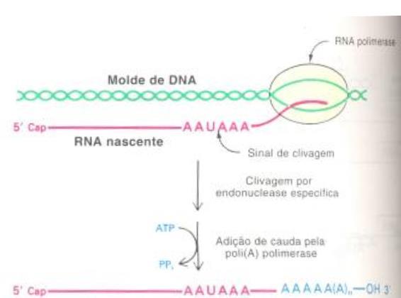 Transcrição: Eucariotos - Término: O final da transcrição ocorre quando a RNA