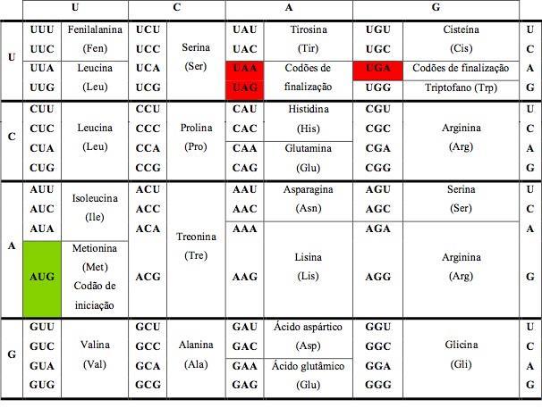 Tradução O Código genético -