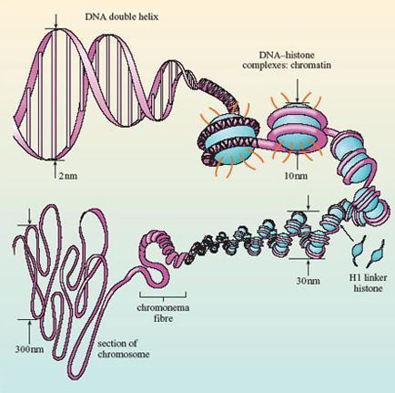 DNA DNA