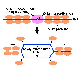 ORIGENS DE REPLICAÇÃO Proteína de reconhecimento de origem (ORC) Sequências específicas do DNA Origem de