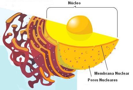 NÚCLEO INTERFÁSICO: é o núcleo da célula