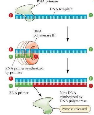 2º) ALONGAMENTO PRIMASE Liga-se à helicase em procariotos formando o chamado