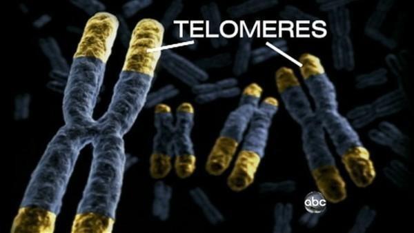 TERMINAÇÃO EM EUCARIOTOS - TELOMEROS Para compensar o encurtamento: Os telômeros contêm sequências repetidas terminadas por filamento simples, que protegem os últimos genes do