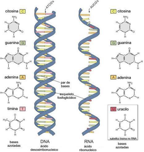 TRANSCRIÇÃO DE RNA Realizada por um complexo enzimático cuja enzima chave é a RNA polimerase, composta de