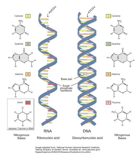 DNA/RNA