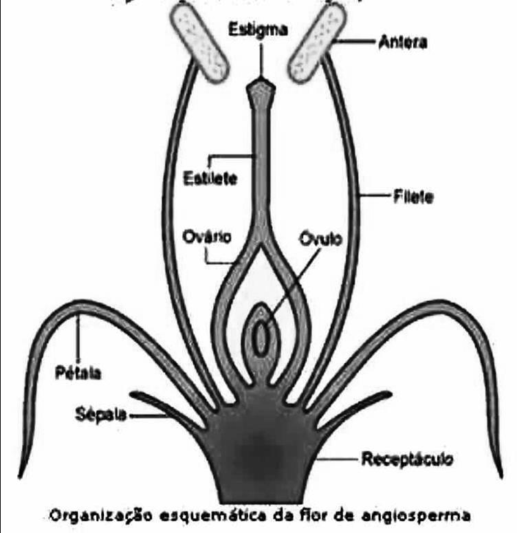 Organização da flor Megasporo encontra-se no interior