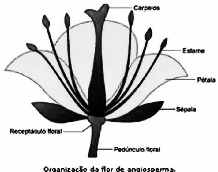 megafilo cujas margens se fundem e protegem o óvulo