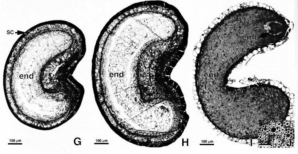 avançada do gametófito feminino - Dupla fecundação
