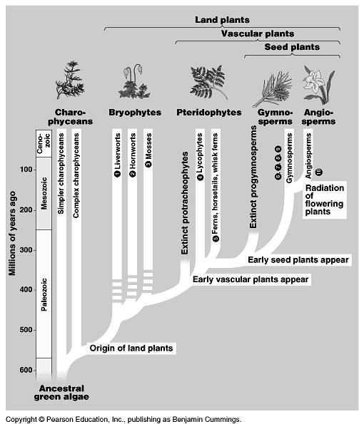 Filogenia das plantas Inovação espetacular!!!!! Gimnospermas surgiram a ca. 350.000.