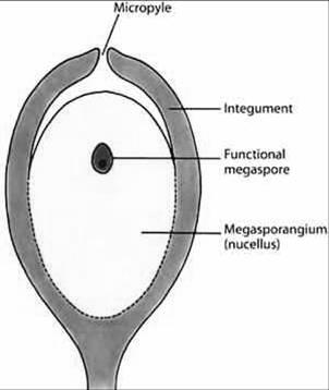 masculino (grão de pólen) Megastrobilo megasporângio
