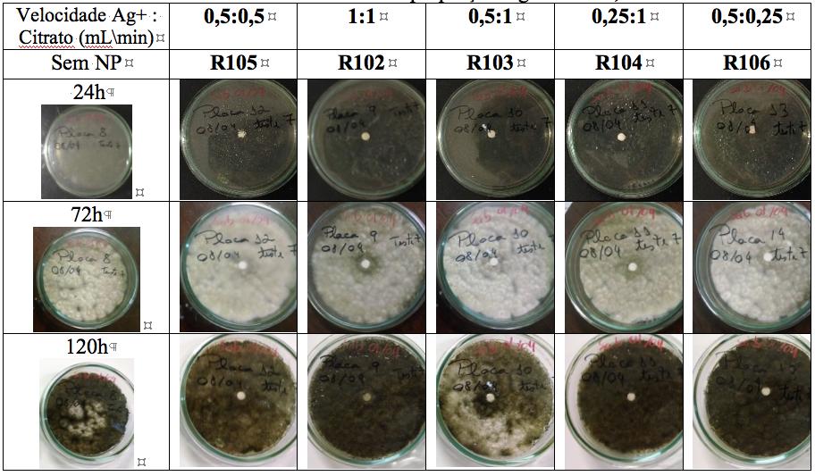 Tabela 9: Resultados do efeito da proporção Ag+: Citrato, em fluxo Observa-se no período de 72h, um pequeno halo de indução de esporulação sendo estes mais pronunciados nas nanopartículas R102 e R104.