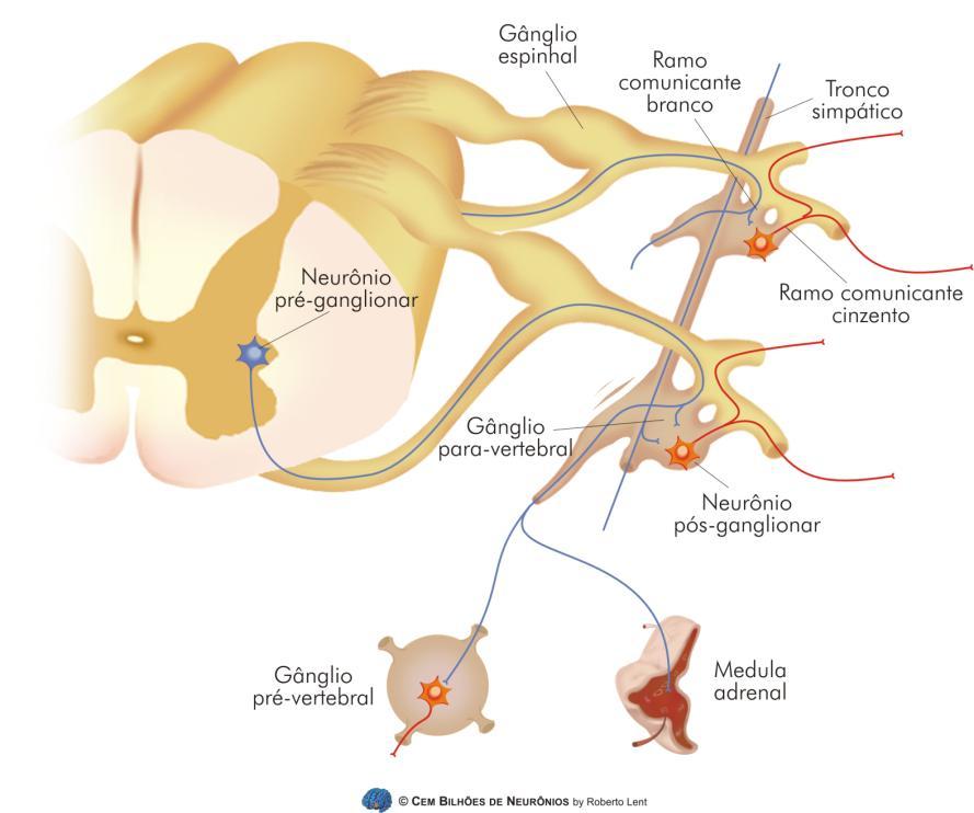 Fibras pré-ganglionares do SNA Simpático Figura 14.3. As fibras pré-ganglionares simpáticas emergem da medula pela raiz ventral, misturadas às fibras motoras somáticas.