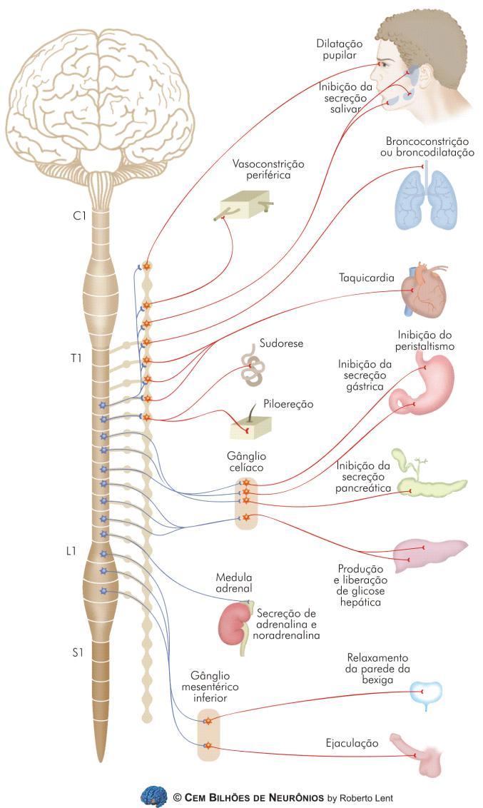 Efeitos da estimulação do SNA Simpático Figura 14.4. Quase todos os órgãos do corpo são f u n c i o n a l m e n t e influenciados pelas fibras p ó s - g a n g l i o n a r e s simpáticas (em vermelho).