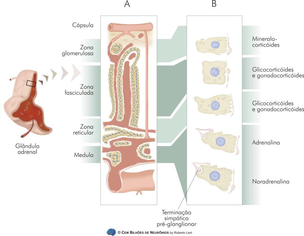 Medula Adrenal - 80% adrenalina, 20% noradrenalina - Ação prolongada (até a sua difusão) - Aumenta muito o metabolismo Figura 14.9.