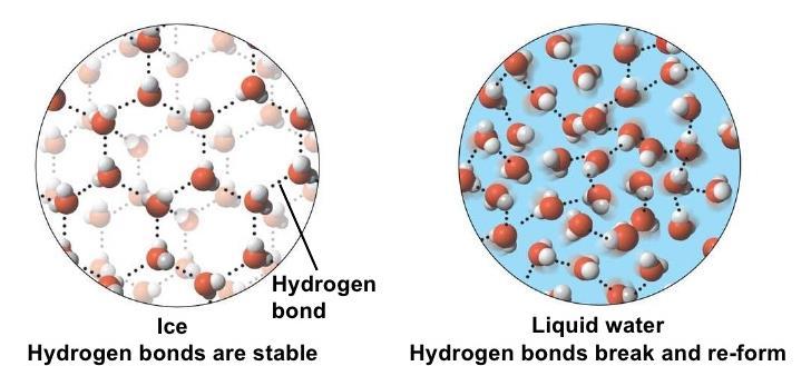 LIGAÇÃO DE HIDROGÊNIO As ligações de hidrogênio nas moléculas da água