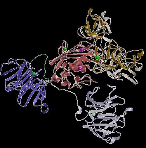 Metalloproteinases de matriz extracelular (MPPs) Também conhecidas como matrixinas, são endopeptidases que atuam na hidrólise proteínas fora do ambiente celular.
