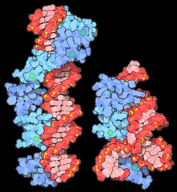 Estes dedos de zinco constituem uma superfamília de proteínas sendo que aproximadamente 1% de todas as proteínas de mamífero contem estas