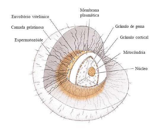Próximo ao período da fecundação o ovócito apresenta núcleo com cromossomos visíveis, livres e ausência da membrana nuclear com citoplasma heterogêneo.