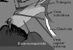 A- normal B- Hipertrofia de VD C- leve hipertrofia de VE D- Hipertrofia