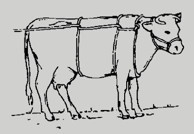 40 Métodos de contenção de animais para coleta de carrapatos Capítulo 2 Figura 2.2. Método de Rueff para derrubamento de bovinos. Fonte: NOVAES, 1990. Figura 2.3.