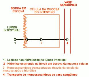 Bacelar Júnior et al. / Braz. J. Surg. Clin. Res. V.4,n.4.38-42 (Set Nov.