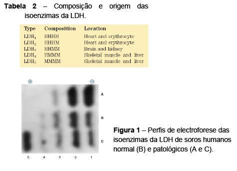 10. A desidrogenase lática (LDH) é uma enzima expressa nos organismos vertebrados sob a forma de 5 isoenzimas (Tabela 2), as quais se podem separar por electroforese (Figura 1), tendo utilidade
