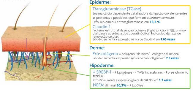 2 ESTUDOS DE EFICÁCIA In vitro Ex vivo Imuno-histoquímica: