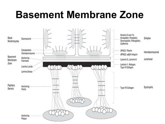 Membrana