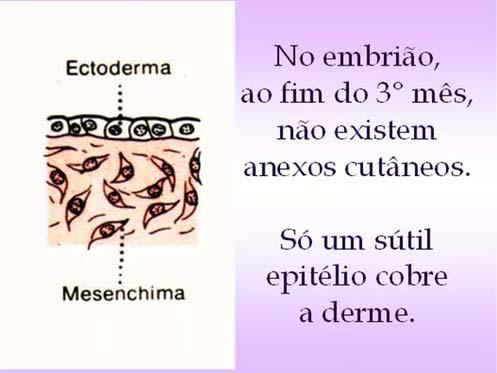 Embriologia Derme Fonte: