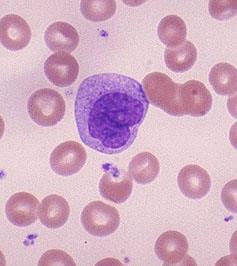 Macrófagos Papel central nas respostas inata e adaptativa Sangue: monócitos Tecidos: