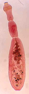 Classificação Classe Cestoda Família Taeniidae Genero Echinococcus Espécie Echinococcus granulosus Echinococcus equinus Echinococcus multilocularis Echinococcus oligarthrus Echinococcus vogeli