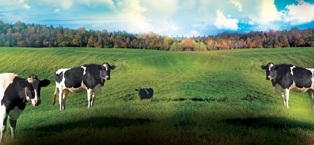 SAP Business Transformation Study Agropecuária Empresa Brasileira de Pesquisa Agropecuária (Embrapa) Embrapa cria sistema de inteligência sobre qualidade do leite