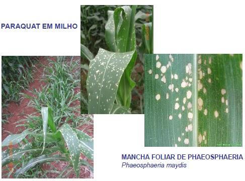 Tipos de danos do herbicida às plantas. tomate (A), algodão (B), e mamão (C).