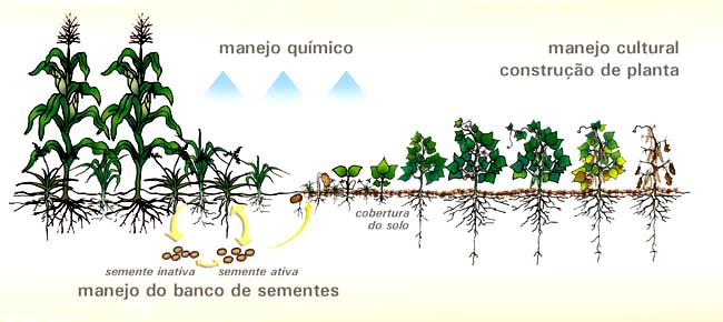 Posicionamento no Tempo Herbicida de pre-plantio Não seletivo Cultura 1 Cultura