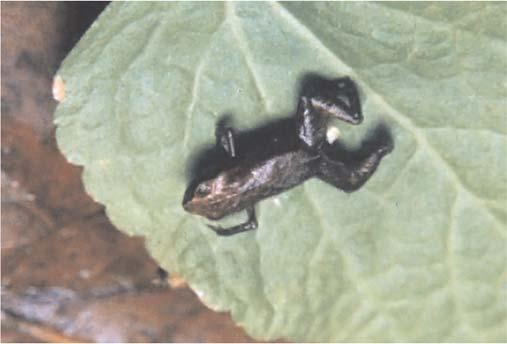 mata. Trachycephalus mesophaeus segundo Peixoto (1995) é categorizado como bromelícola eventual.