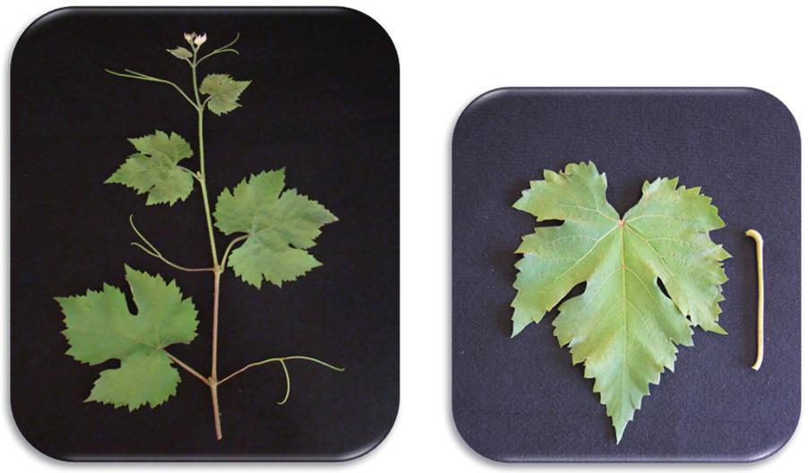 BRS Magna : Nova cultivar de uva para suco com ampla adaptação climática 3 Características ampelográficas Broto: extremidade semiaberta, com pelos longos sobre a superfície dando-lhe um aspecto