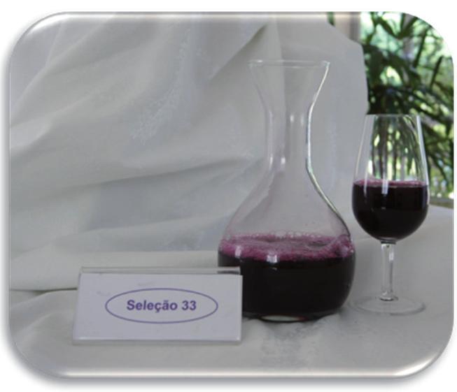 BRS Magna : Nova cultivar de uva para suco com ampla adaptação climática 7 