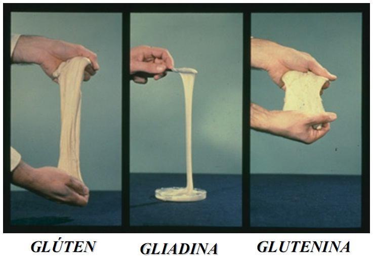 PROTEÍNAS DA FARINHA DE TRIGO GLÚTEN (85%) NÃO GLÚTEN (15%) GLUTENINAS 40-45% GLIADINAS