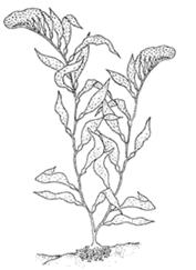 Filo Ochrophyta Classe Phaeophyceae (Algas Pardas) Ochre = Pardo PHYTON = Planta Ocorrência e